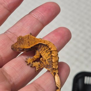 노멀 트라이 텐저린