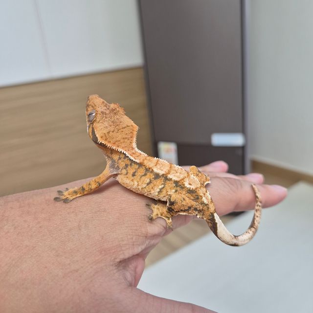 트라이 할리퀸 텐저린