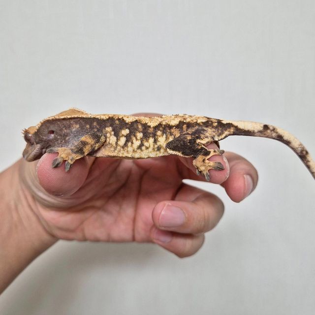 트라이 텐저린 바브