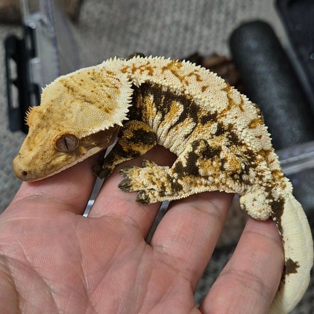 노멀 트라이 핀스트라이프