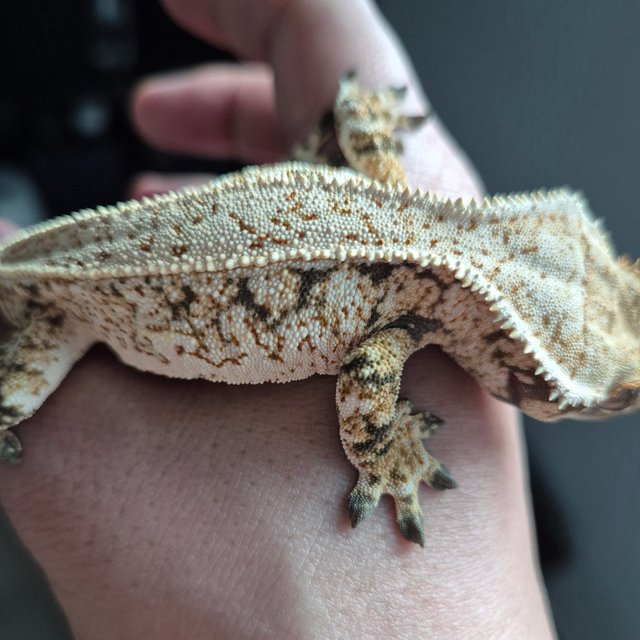 노멀 쿼드 드리피 화이트스팟 풀핀