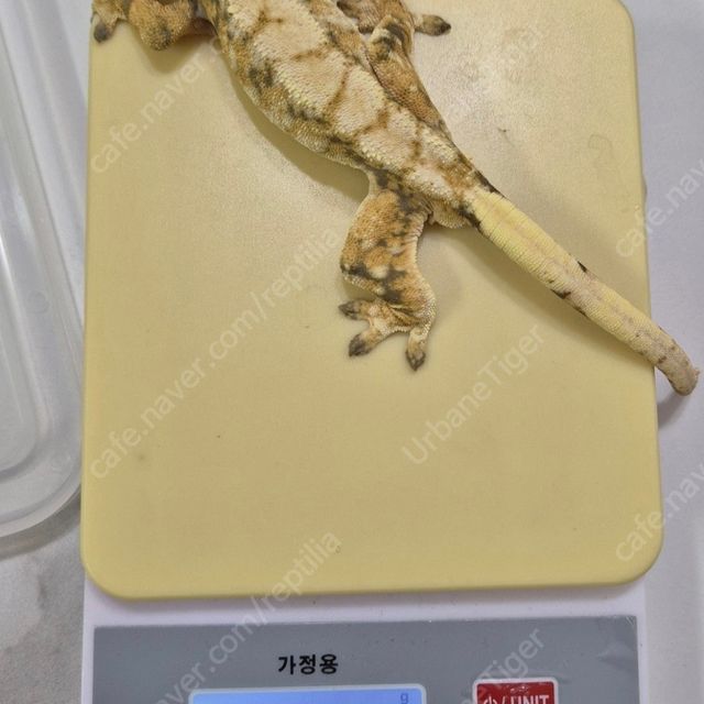트라이 바브