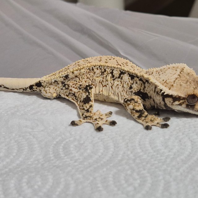 노멀 쿼드 드리피 화이트스팟 풀핀