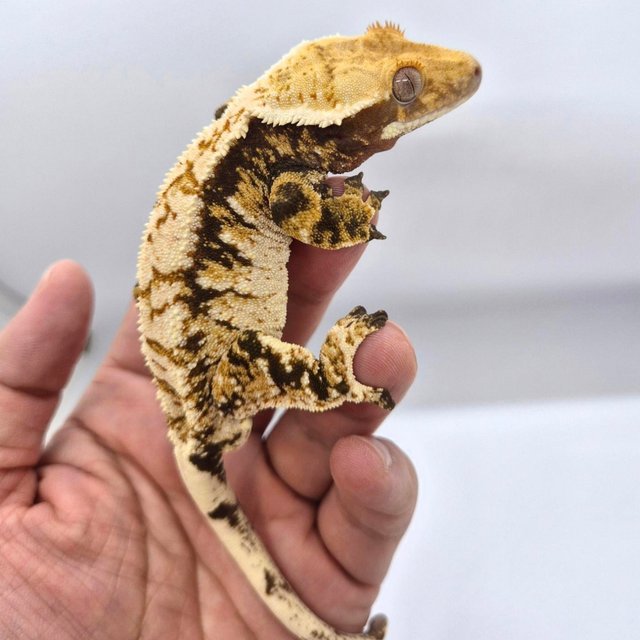 노멀 트라이 핀스트라이프