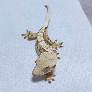 트라이 익스트림할리퀸 드리피
