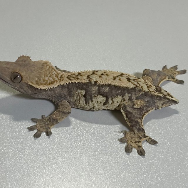 익스트림할리퀸 트라이