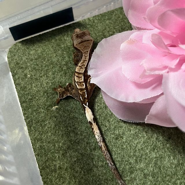 카푸치노