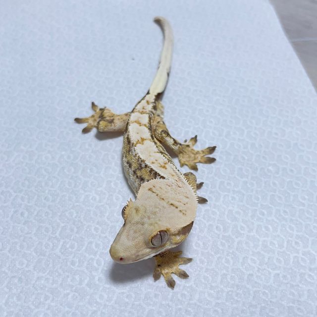 트라이 익스트림할리퀸 드리피