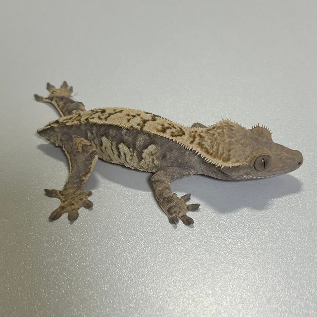 익스트림할리퀸 트라이