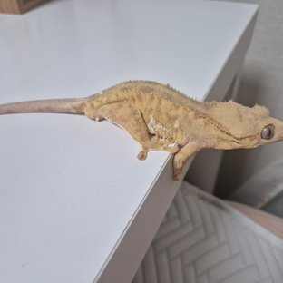 프라푸치노 100%헷아잔틱 팬텀 크림