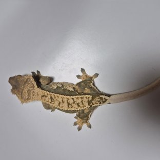 쿼드 핀스트라이프