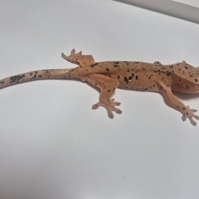 레드 슈퍼달마시안