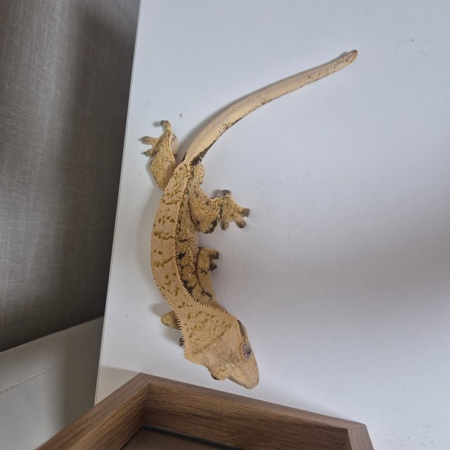 노멀 드리피 화이트스팟