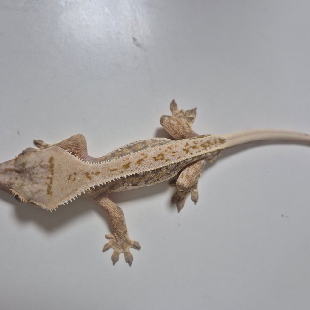 쿼드 화이트스팟 풀핀 화이트핀 핀스트라이프 화이트