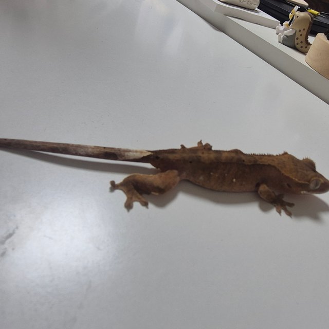 카푸치노 100%헷아잔틱