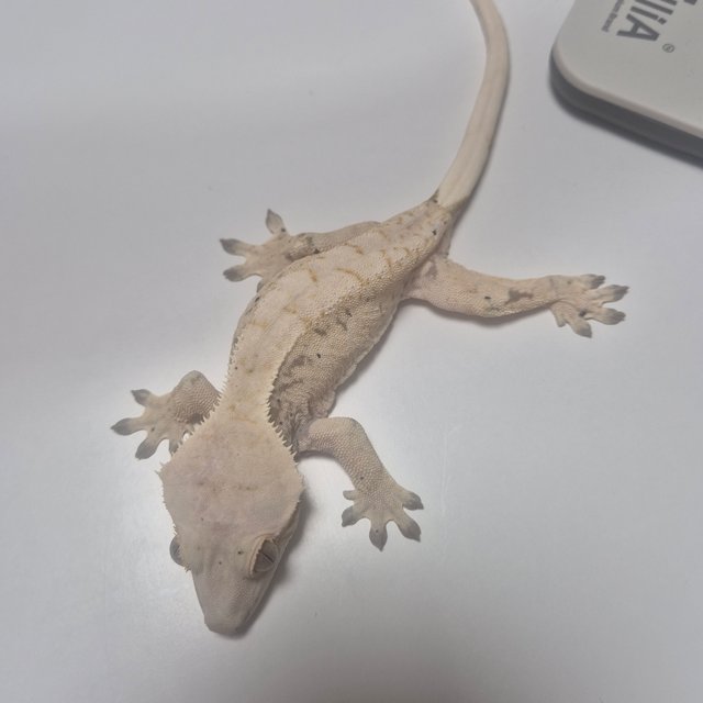 노멀 화이트 드리피 화이트스팟