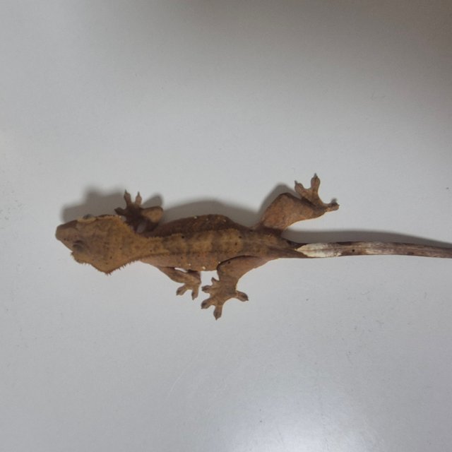 카푸치노 100%헷아잔틱