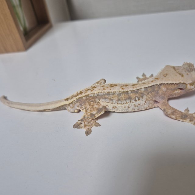 쿼드 화이트스팟 풀핀 화이트핀 핀스트라이프 화이트