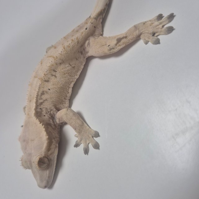 노멀 화이트 드리피 화이트스팟