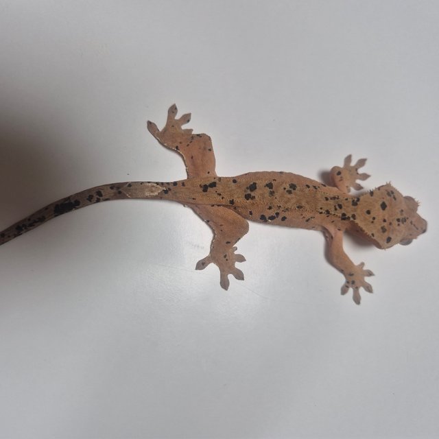 레드 슈퍼달마시안