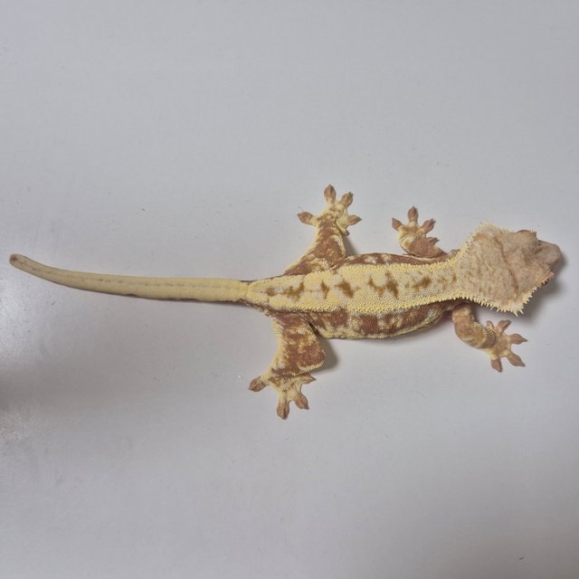 릴리화이트 레드