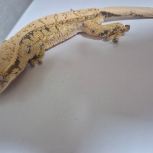 노멀 드리피 화이트스팟