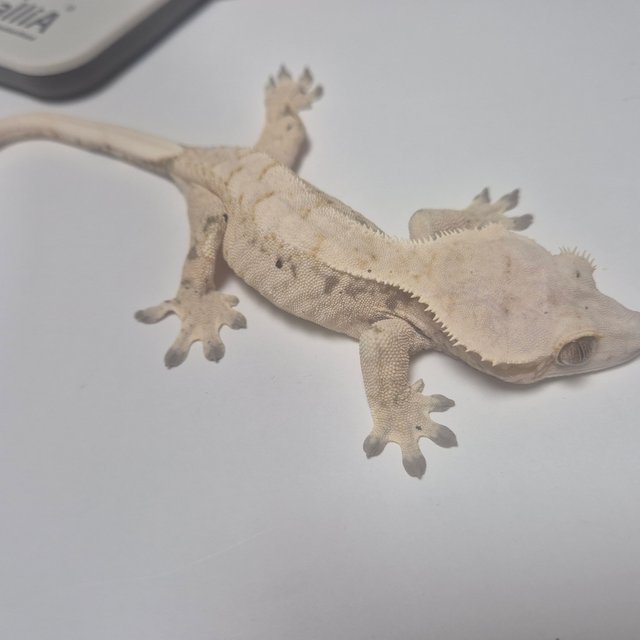 노멀 화이트 드리피 화이트스팟