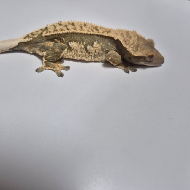 쿼드 핀스트라이프