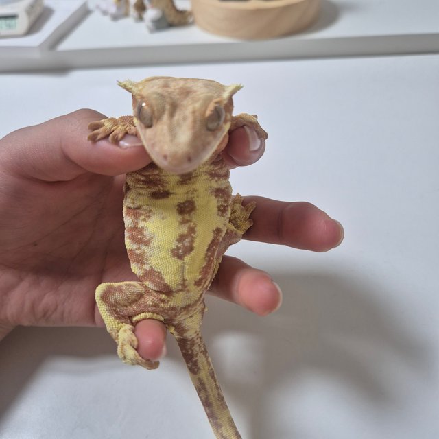 릴리화이트 레드