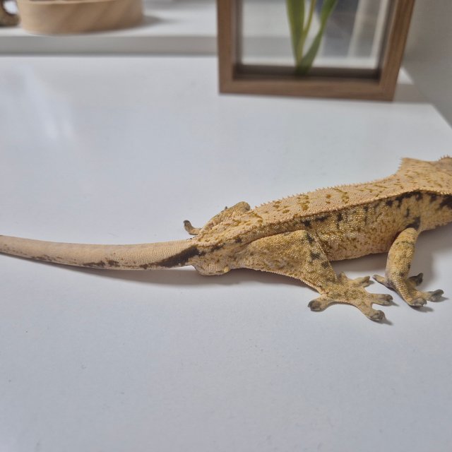 노멀 드리피 화이트스팟