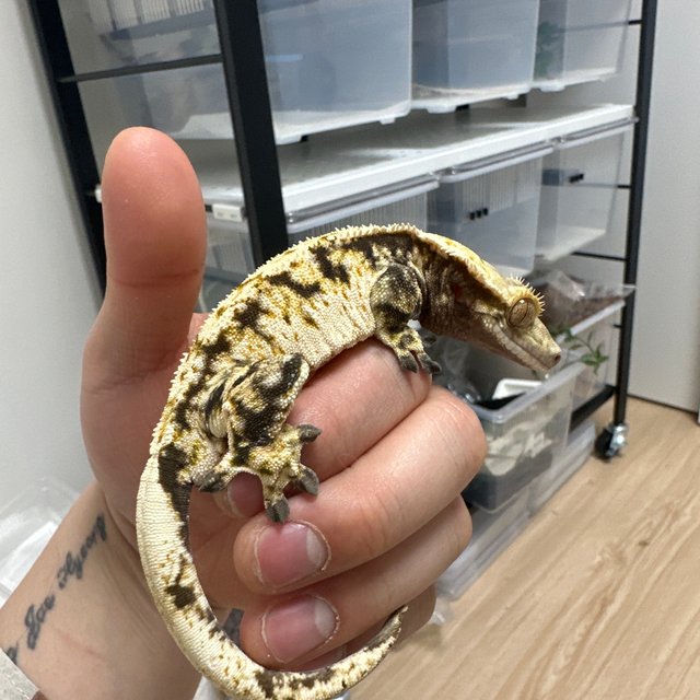 트라이 익스트림할리퀸