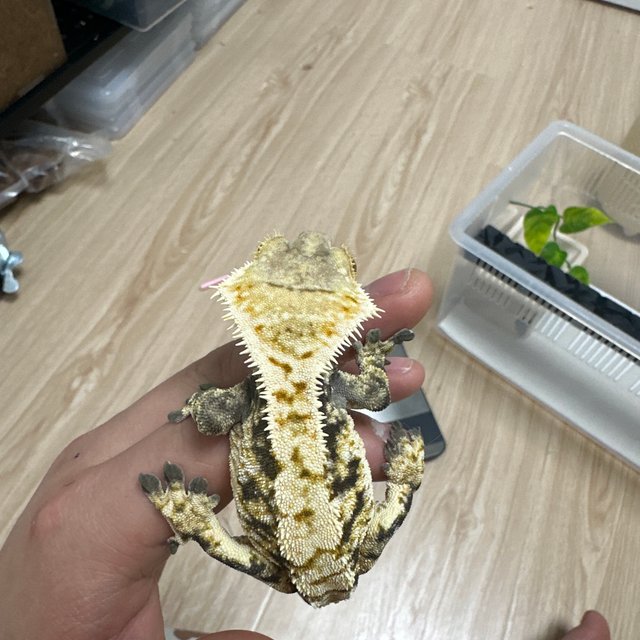 트라이 익스트림할리퀸