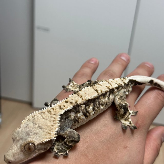 트라이 익스트림할리퀸