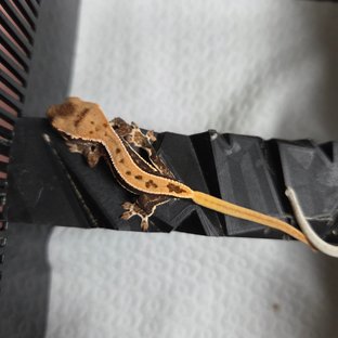 릴리100%헷아잔틱