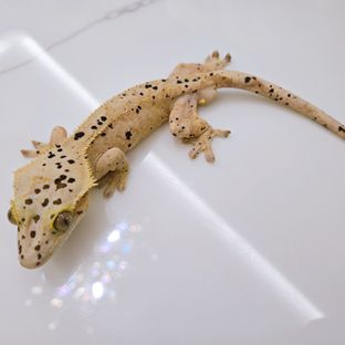 슈퍼달마시안