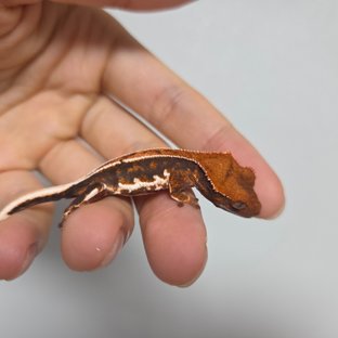 릴리100%헷아잔틱