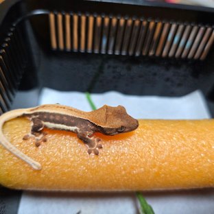 릴리100%헷아잔틱