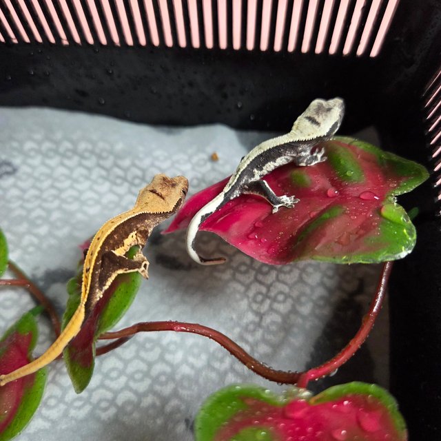 릴리100%헷아잔틱