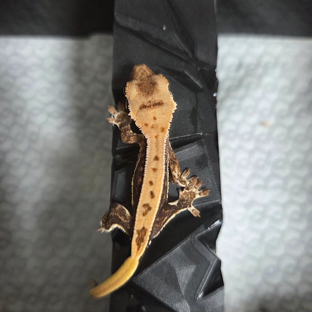 릴리100%헷아잔틱