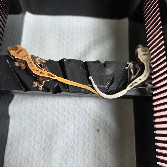 릴리100%헷아잔틱