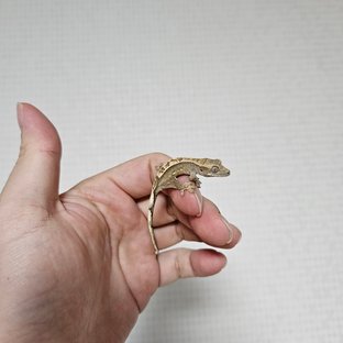 노멀