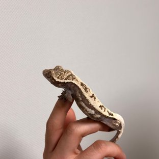 세이블