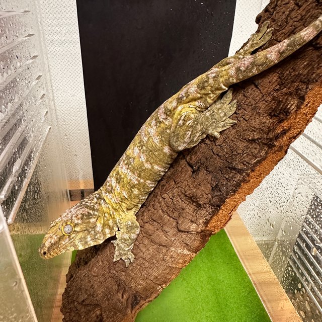 노멀 하이 컬러