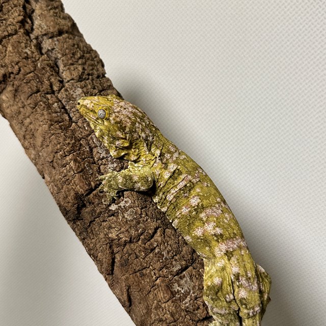 노멀 하이 컬러