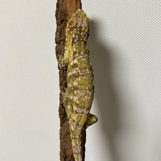 노멀 하이 컬러