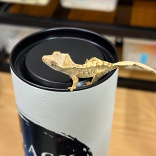 노멀 트라이 익스트림할리퀸