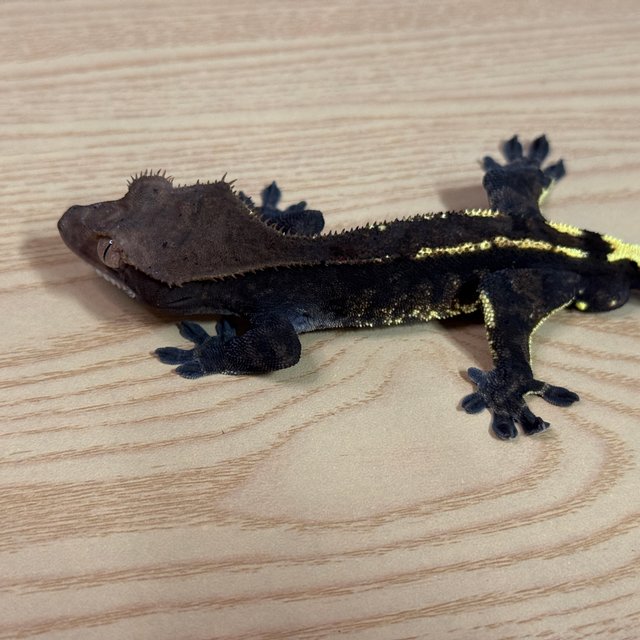 100%헷아잔틱 카푸치노