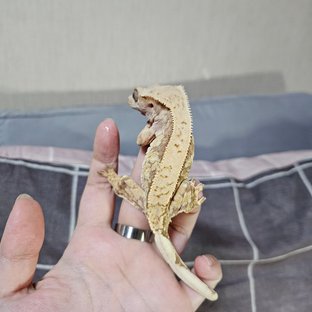 노멀 화이트스팟 레드 트라이