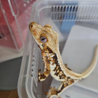 릴리화이트 트라이