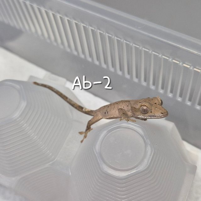 바이 달마시안 레드